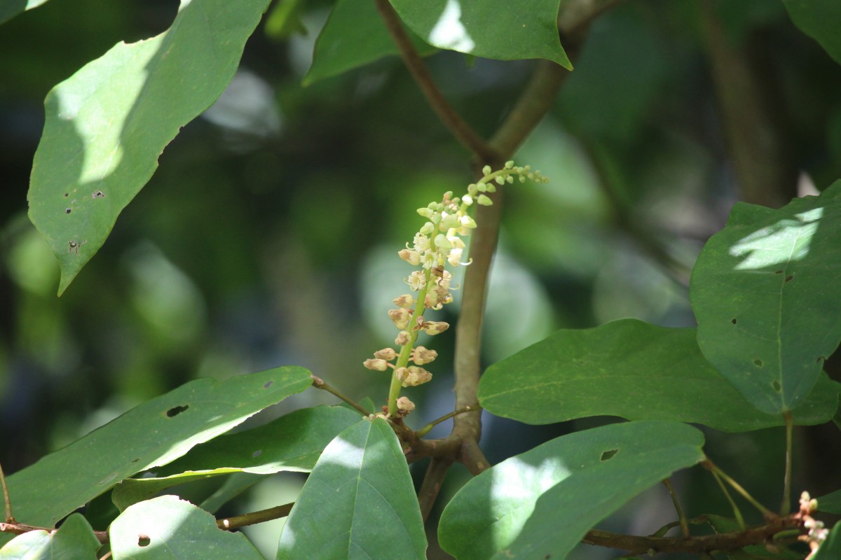 Sterculia zeylanica Kosterm.